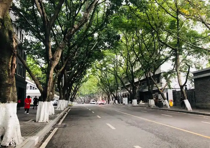 重庆最美公路"中山四路",超美,一定要去打卡哦