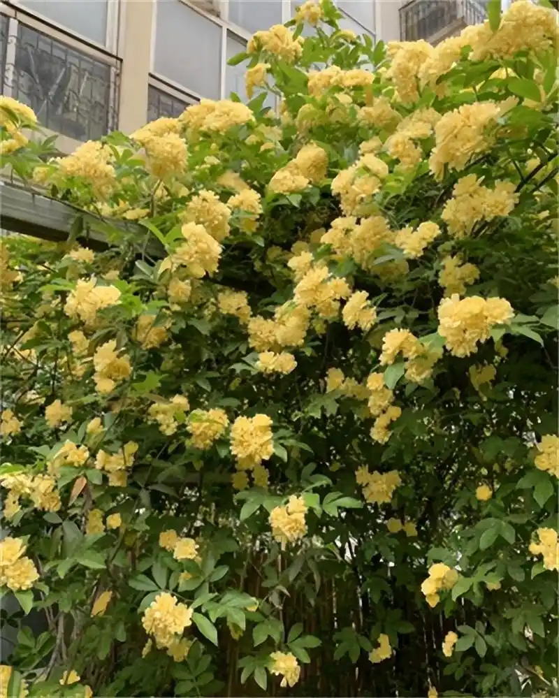 花卉霸主木香花,房子都能爬满了,花香怡人,非常漂亮