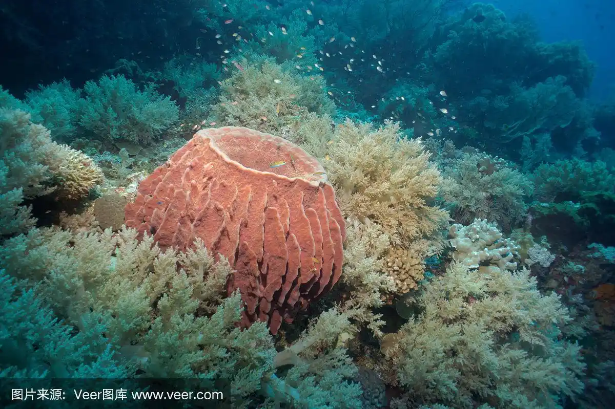 被软珊瑚包围的桶状海绵为小鱼提供了庇护.