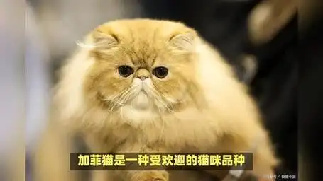 加菲猫价格多少钱一只?想要养一只加菲猫,还需要考虑多种因素