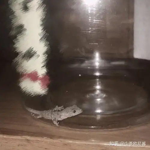 壁虎有毒吗?主要要注意它的什么东西有毒?皮肤,尿液,血还是其他?