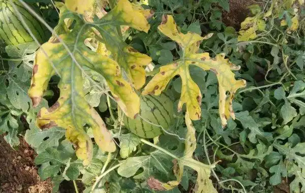 西瓜叶片发黄,叶肉有枯斑,怎么回事?