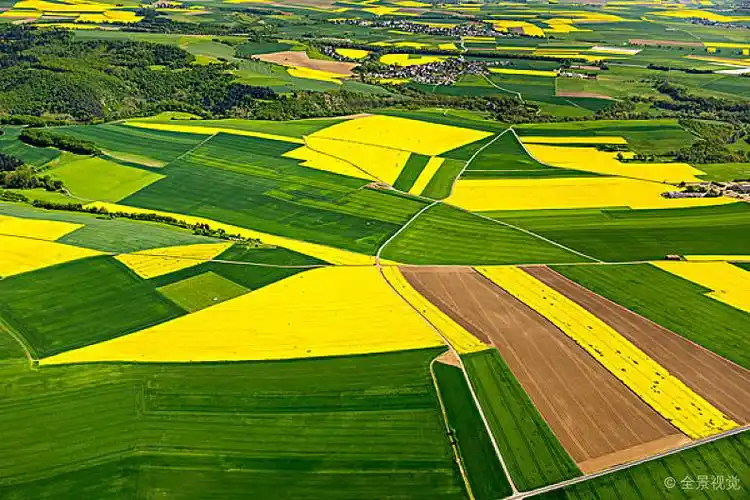 农田_地点_油菜_莱茵兰普法尔茨州_德国_欧洲_图片素材