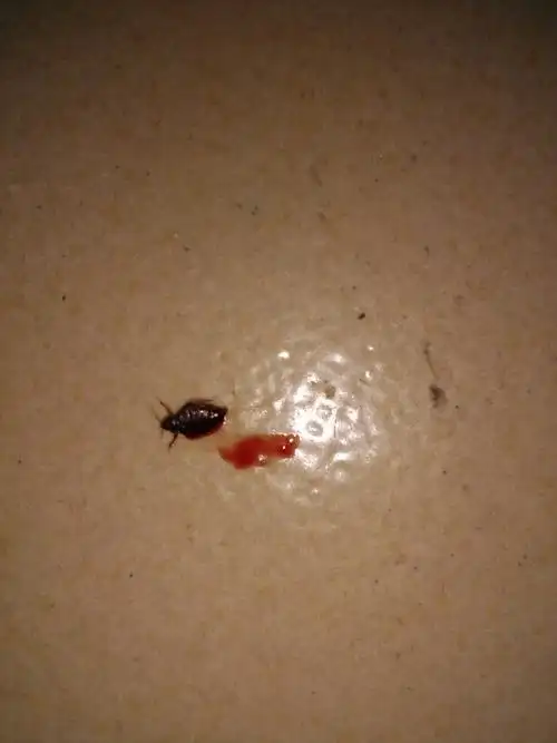 这是什么虫子 吸血 咬人很痒