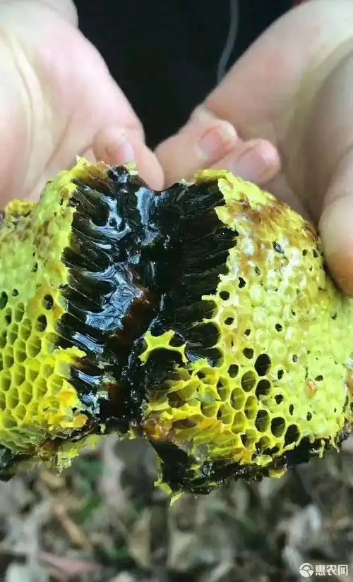 土蜂蜜 云南野生黑蜜