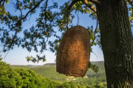树上的蜂巢一棵树上的蜂巢与蜜蜂的插图推荐排序热门下载最新上线精品