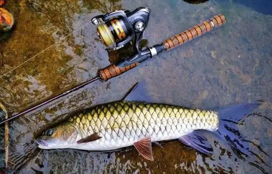 原创备受钓鱼人青睐的鱼王味道鲜美却凶悍无比运气好才能钓到