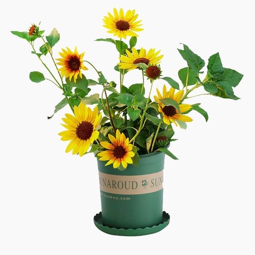 开花一盆1000朵超级向日葵盆栽光辉岁月四季庭院花卉时令草本花卉