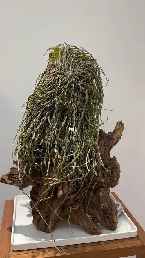 红河蝴蝶兰原生蝴蝶兰