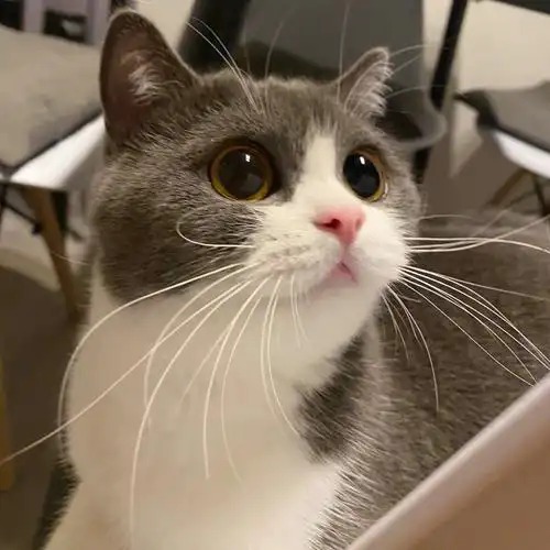 英短蓝白大眼妹