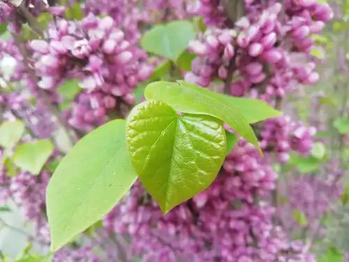 紫荆花开了,只是,觉得这绿色的叶子,比花更美呢!