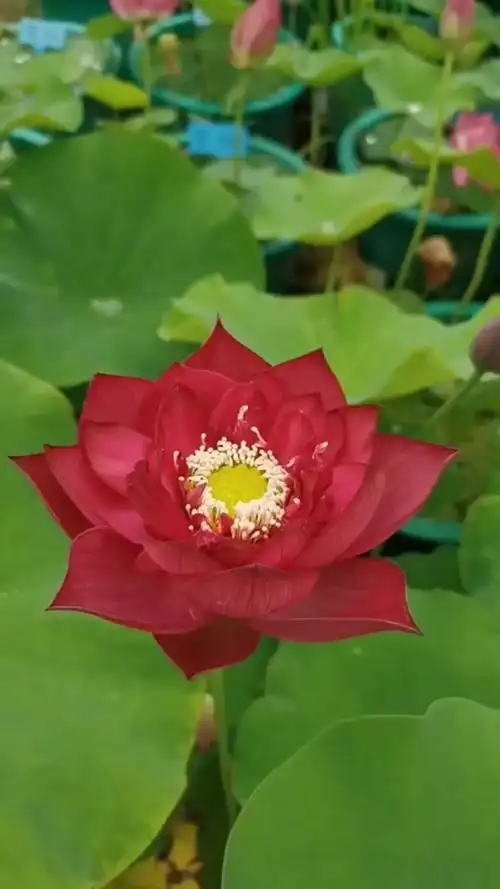 最经典的中国红荷花系列,目前颜色最红的几个品种之