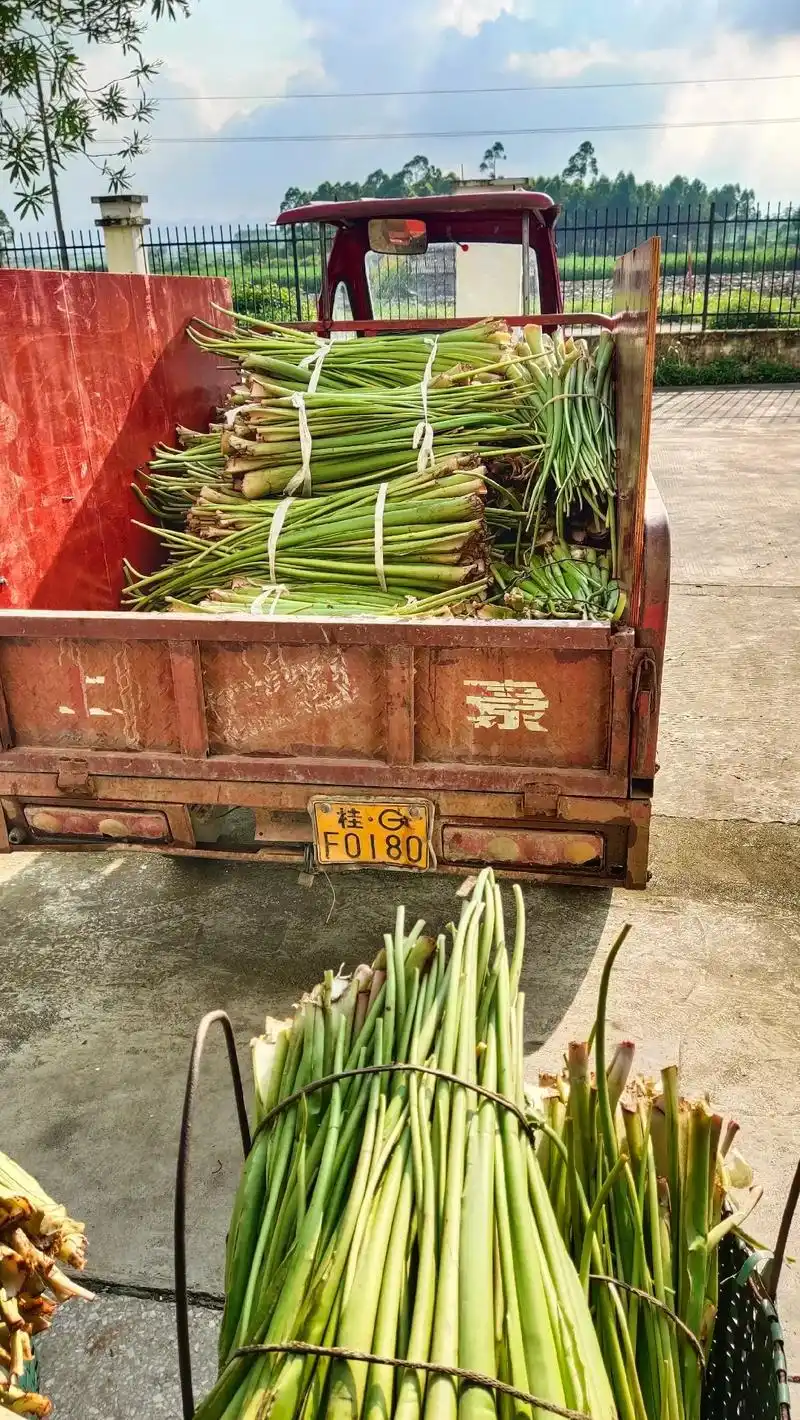 广西合山市"爱美"公司芋檬收购分享.#芋苗酸 #芋檬酸#新农 - 抖音