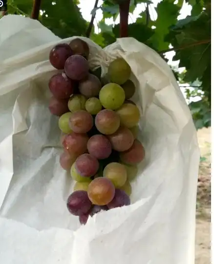袋子的不打药,自然成熟放心吃吧,金玫瑰葡萄吃起来有一股淡淡的玫瑰香