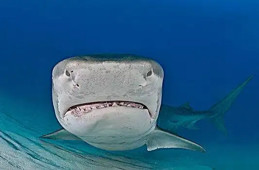 印度洋,马尔代夫,亚洲潜水,看,虎鲨,鼬鲨,修长,巴哈马,中美洲鲨鱼