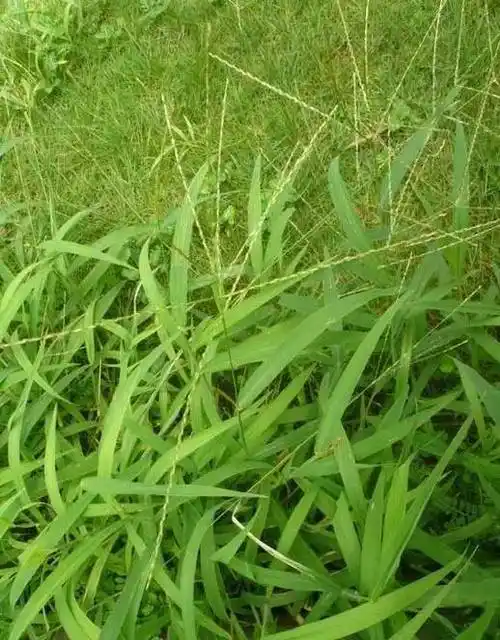 杂草图册这11种尖叶草还在傻傻分不清