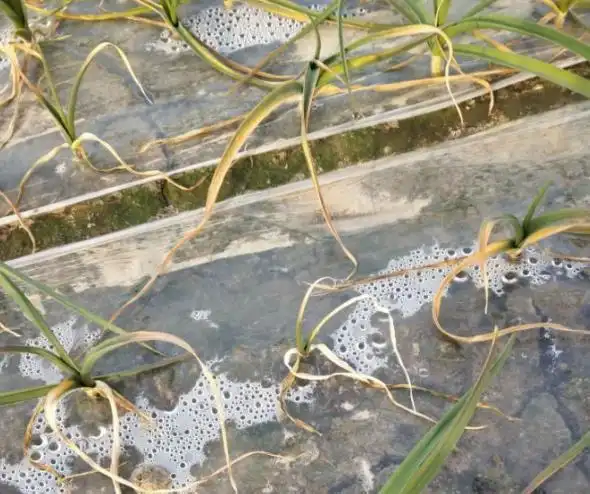 农村种植的大蒜烧苗怎么办用什么办法解决要掌握以下这几点