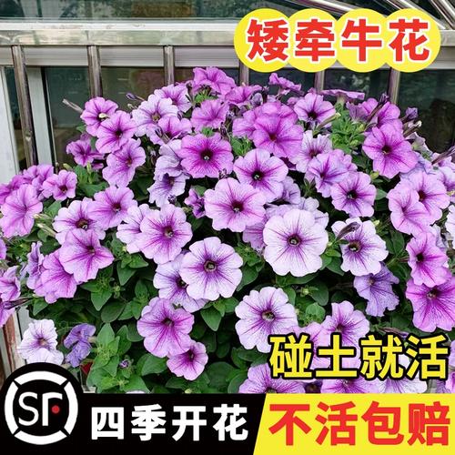 矮牵牛花种子阳台垂吊牵牛花种子种易活盆栽花卉庭院花籽种籽