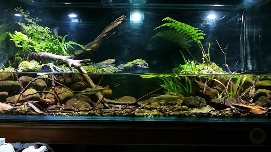 溪流原生缸原生缸造景aquascapingbiotope
