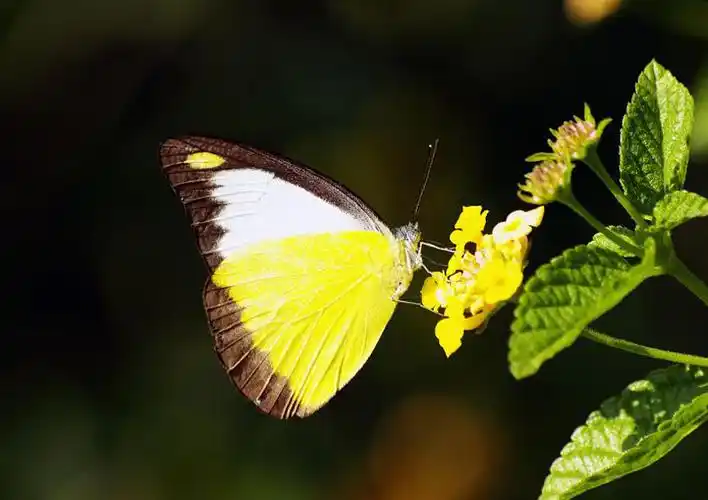 灵奇尖粉蝶图片灵奇尖粉蝶蝴蝶图片