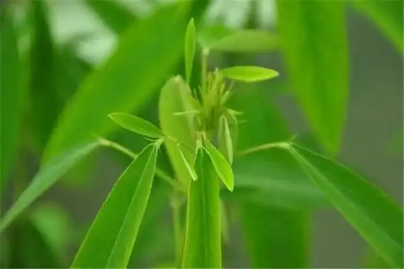 会跳舞的草跳舞草