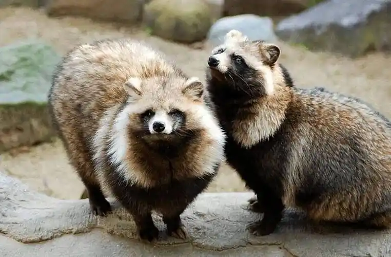 原创呆萌的貉太可怕巧杀小獾借刀杀獾谋杀大獾还占洞吃獾