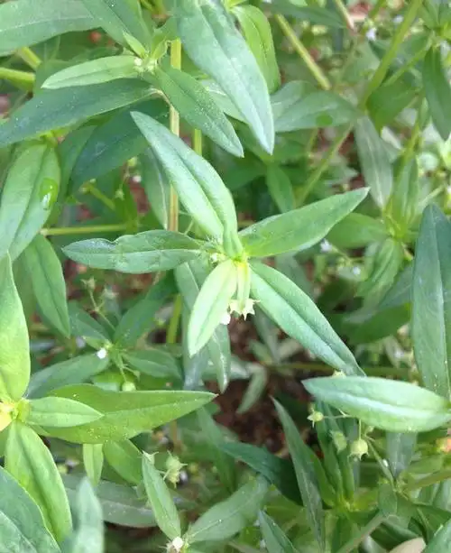 白花蛇舌草甘淡凉清热解毒利湿消痈抗癌用于恶性肿瘤肠痈咽喉肿痛湿热