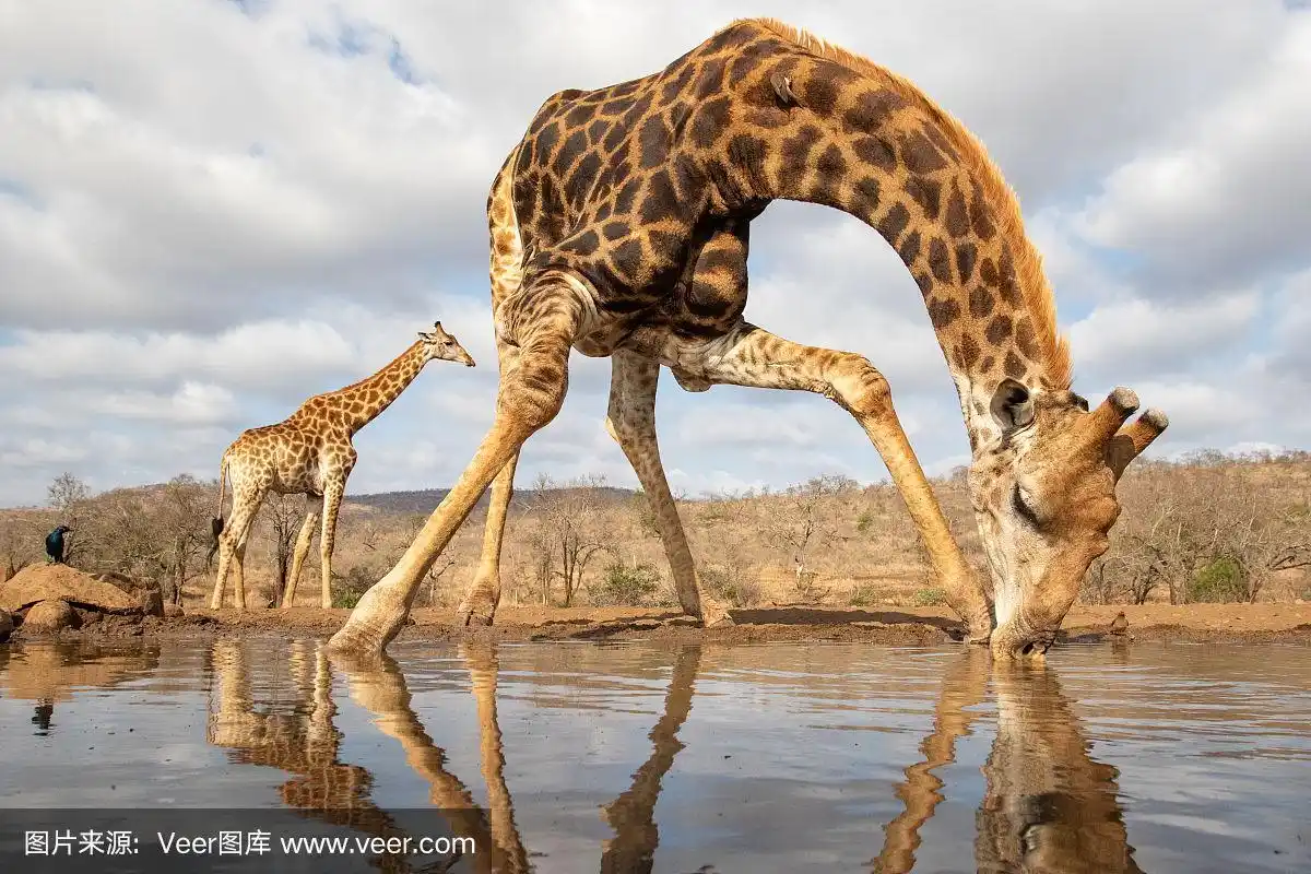 一只长颈鹿在水池里喝水,另一只在背景中