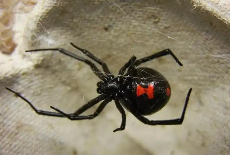 世界最毒蜘蛛天津海关查获暗藏黑寡妇的货物它有多可怕