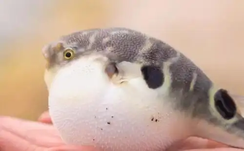 [农广天地]江苏扬中河豚和秧草种养探秘_371种养致富网_农村创业致富