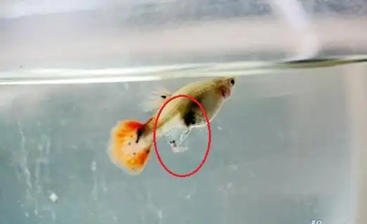 买来的母孔雀鱼 肚子大了一个月了 是真孕还是假孕呢?求指点