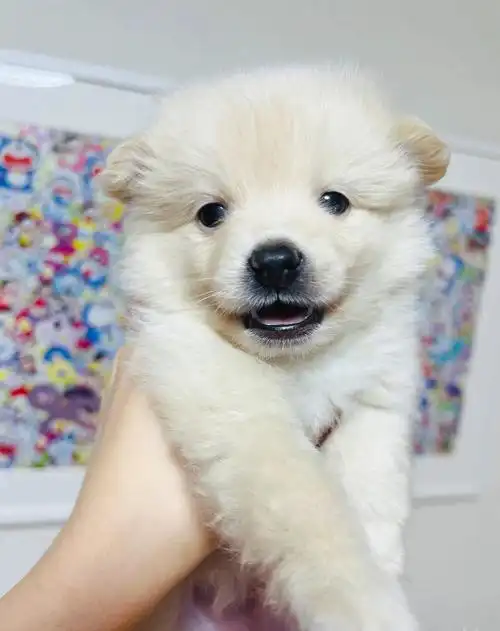 まねきねこペットショップ#日本养猫  #日本宠物店  #日本狗舍  #在