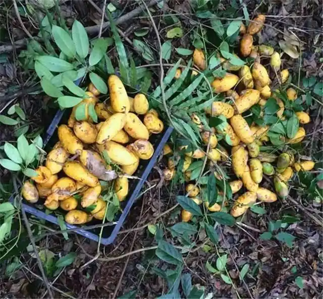 药用价值:根,茎有清热利尿,通经活络,止血止带作用