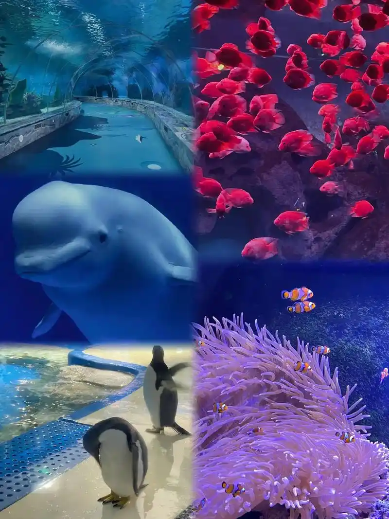 在徐州,一起去海洋馆避暑吧!炎热的夏日,海洋馆真的好去处,空 - 抖音