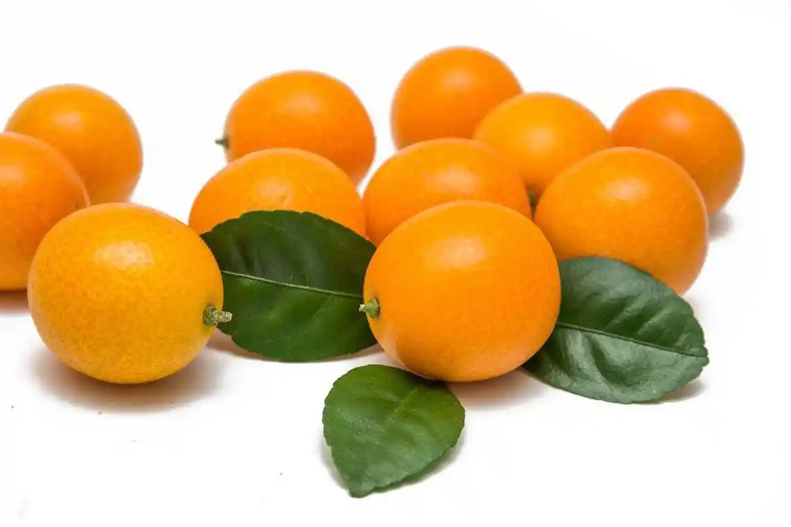 金桔的功效划算的金桔上哪买