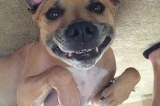 组图:笑死人不偿命的囧狗