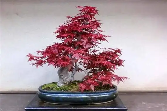 怎样养红小袖红枫?_尚可名片