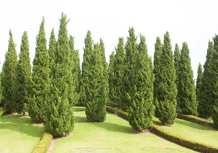 花园_灌木丛_绿色植物_花_装饰_公共花园_图片大全—全景创意图库