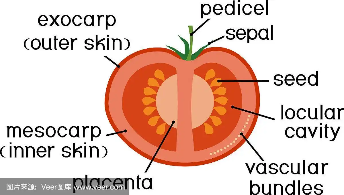 切片上的番茄果实结构孤立在白色背景上