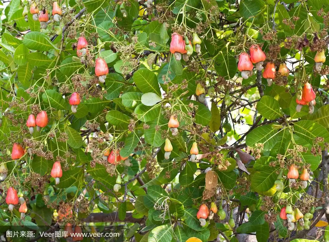 腰果长在树上的腰果