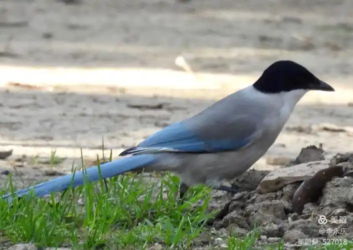 莫愁湖公园拍摄灰喜鹊