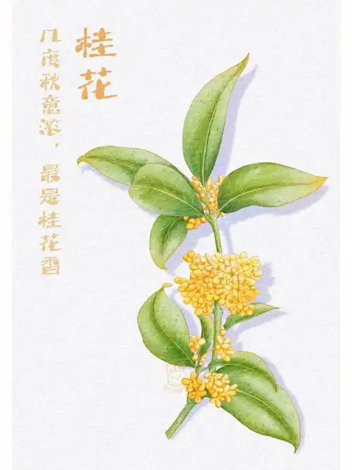 板绘水彩桂花含绘画过程图