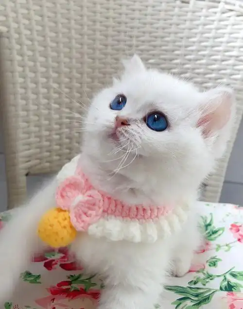 现有一窝眼色素6度左右银点金点弟弟妹妹