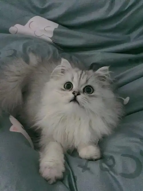 英短银渐层长毛公猫找对象