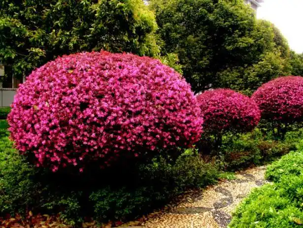 3,红花继木的择地栽培:选择阳光充足的环境栽培,或对配置在红继木东南