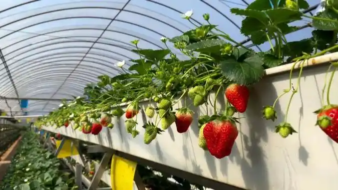 的草莓树走进石屏县城郊松村的草莓种植大棚内体验采摘乐趣不少游客