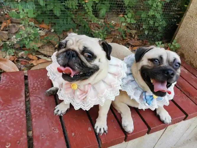 巴哥和小土狗的串串这样算是蛮成功了吧