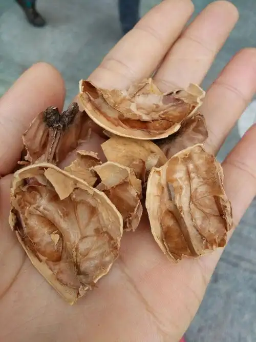 像纸这么薄的核桃皮
