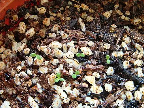 11.7 矮牵牛种子发芽ㄌ (2010.1.15 已开花)