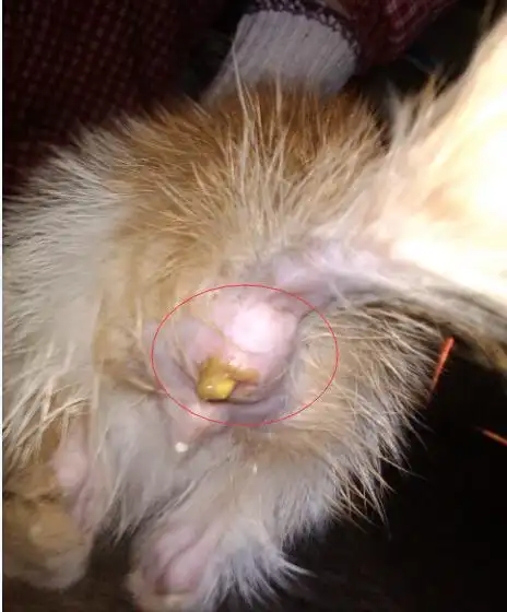 是脱肛吗?(有图,嫌弃勿进哦)